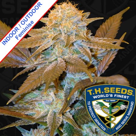 Critical HOG Feminise