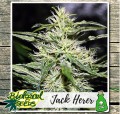 Jack Herer Feminise