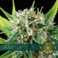 Amnesia Feminise