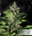 CBD Kush Feminise