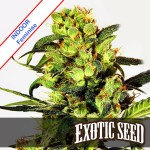 Spicy Bitch Feminise