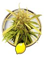 Mr Sugar Lemon Haze Feminise