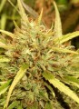Mr Sugar Lemon Haze Feminise