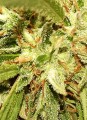 Mr Sugar Lemon Haze Feminise