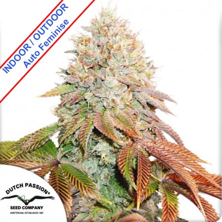 Auto Banana Blaze Feminise