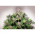 Auto Blackberry Kush Feminise