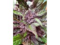 Auto Blackberry Kush Feminise
