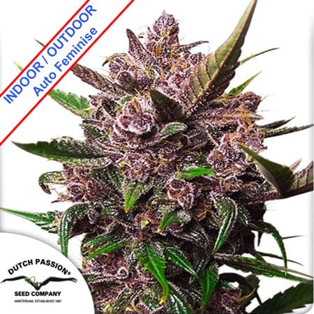 Auto Blackberry Kush Feminise