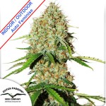 Auto Brooklyn Sunrise Feminise