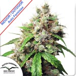 Auto Euforia Feminise