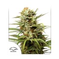 Auto White Widow Feminise