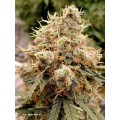 Auto White Widow Feminise