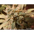 Auto White Widow Feminise
