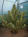 Auto White Widow Feminise
