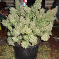 Auto White Widow Feminise