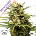 Auto White Widow Feminise