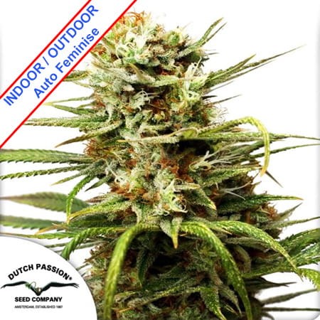 Auto White Widow Feminise