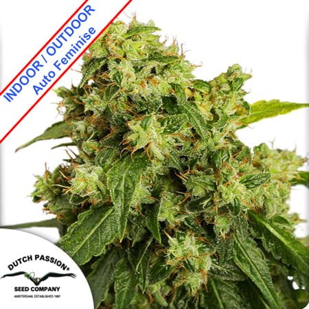 Auto Xtreme Feminise