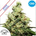 CBD Kush Feminise