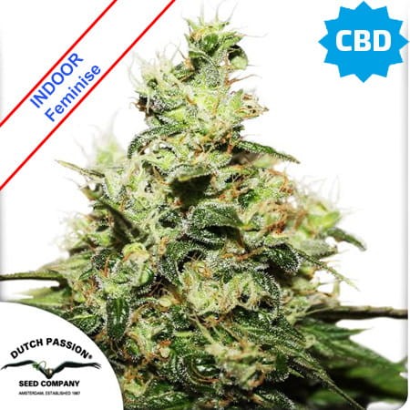 CBD Kush Feminise
