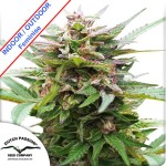 Forest Dream Feminise
