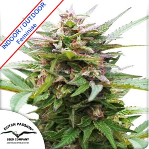 Forest Dream Feminise