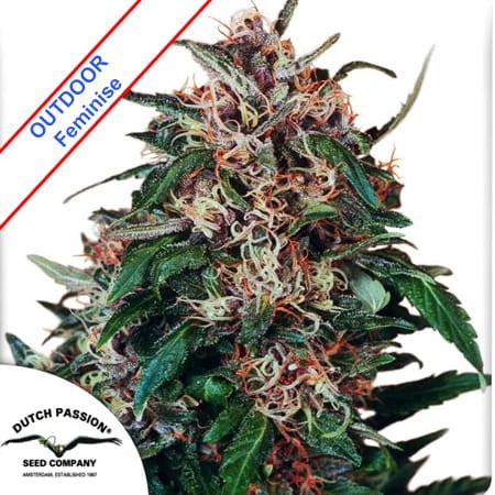 Hollands Hope Feminise