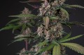 Auto Blackberry Kush Feminise