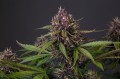 Auto Blackberry Kush Feminise