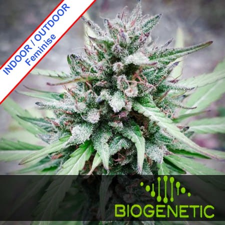 Green Poison Super Fast Version Feminise