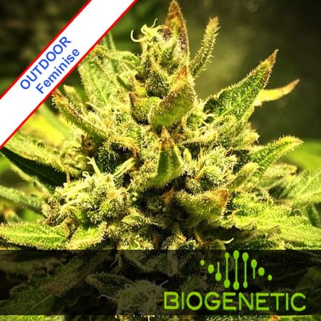 Purple Maroc x Passion Feminise