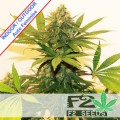 Sweet Tooth Auto Feminise