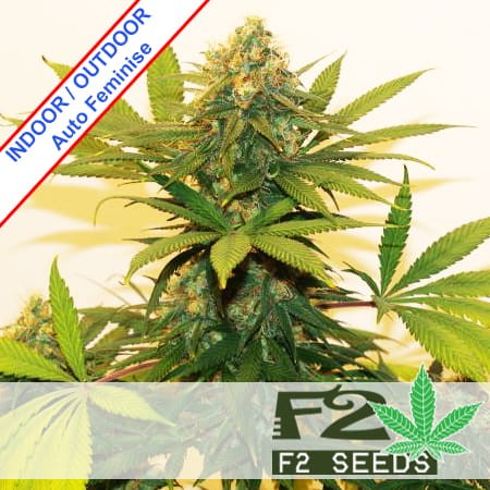 Sweet Tooth Auto Feminise