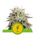 Mimosa Auto Feminise