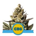 Royal CBG Auto Feminise