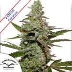 Amsterdam Amnesia Feminise