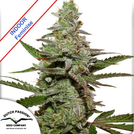 Amsterdam Amnesia Feminise