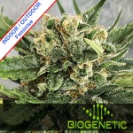 Easy Sativa Fast Version Feminise