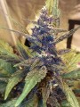 Auto Blackberry Kush Feminise