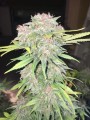 Auto Blackberry Kush Feminise
