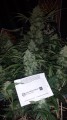 Auto White Widow Feminise