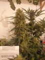 Auto White Widow Feminise