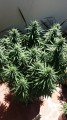 CBD Kush Feminise