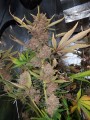 Auto Blackberry Kush Feminise