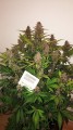 Auto Blackberry Kush Feminise