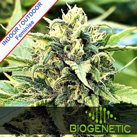 Top44 Fast Version Feminise