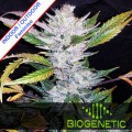 Mexican Sativa Fast Version Feminise