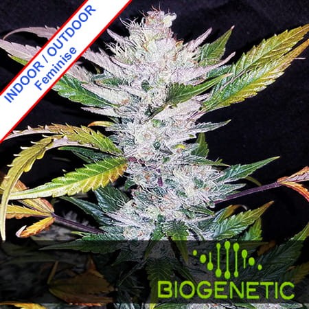 Mexican Sativa Fast Version Feminise