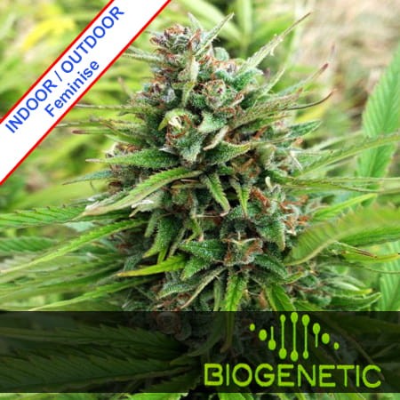 Cheese Super Fast Version Feminise