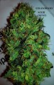 Strawberry Sour Diesel Feminise
